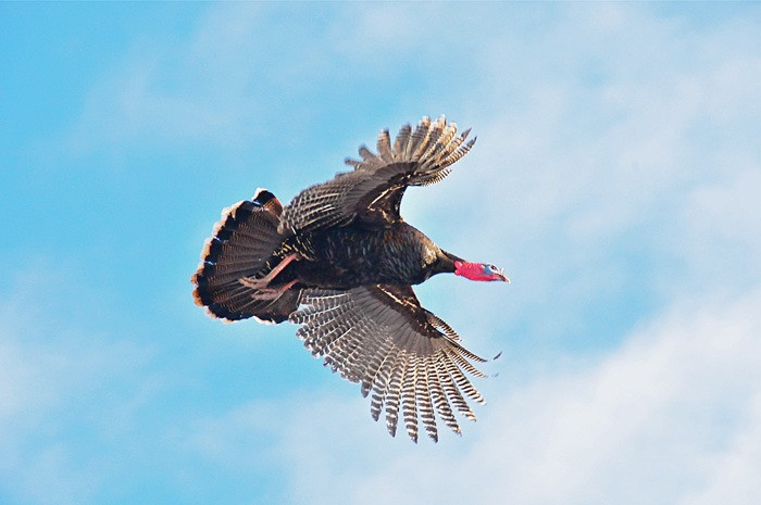 A wild turkey flies in for the count. This year