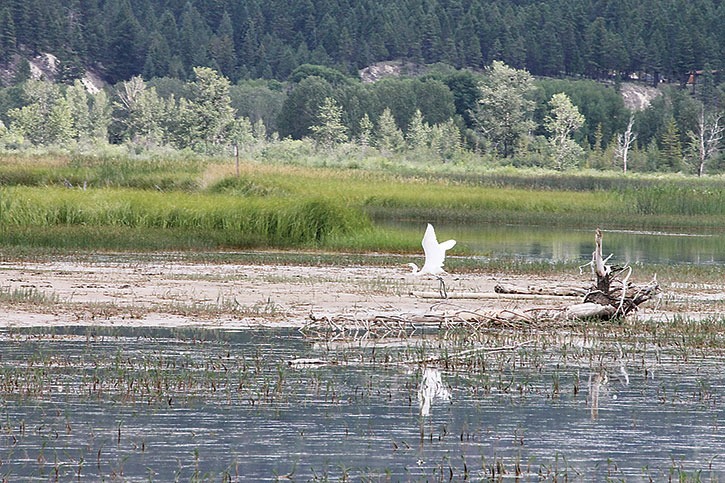 A species on record for having been spotted only a handful of time in the Columbia Valley