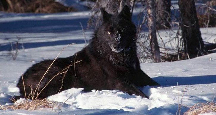 The B.C. government has completed the first season of a five-year targeted cull of grey wolf populations.