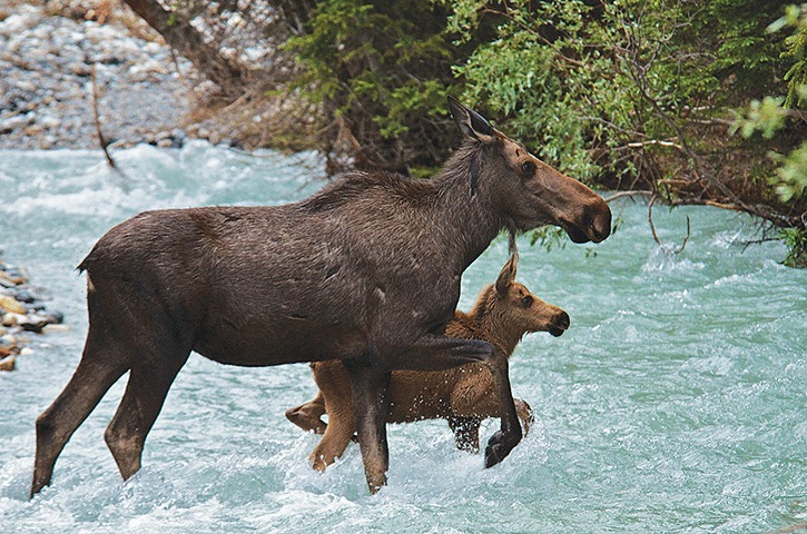 Moose populations have declined across parts of B.C. over the last three decades.Moose is the most-demanded species for resident hunters. Nearly 70