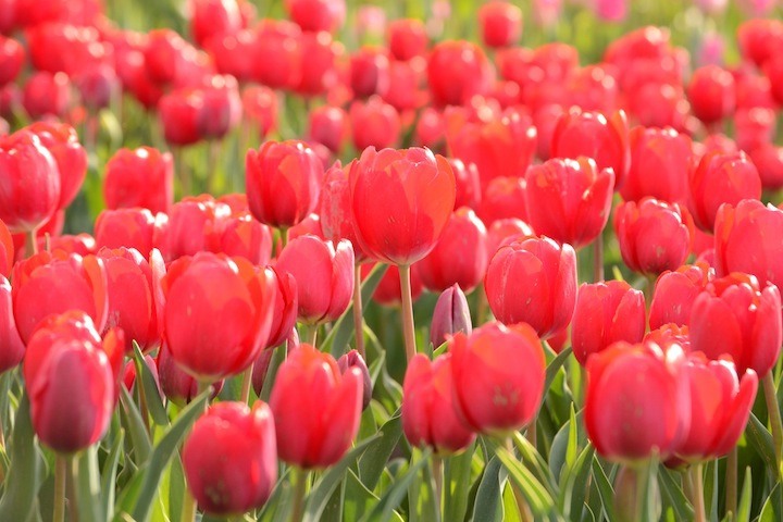 Seabird Island Tulip Festival. Photo by Roxanne Watson. Entry in the 2015 Amateur Photographer of the Year.