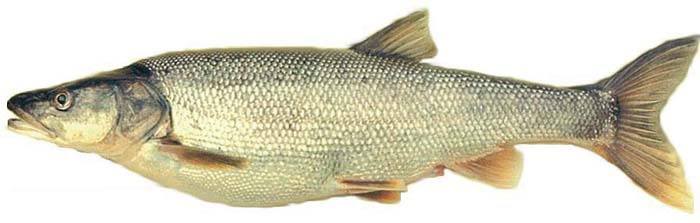 The northern pike minnow is one of about 16 species of fish living in Lake Windermere.