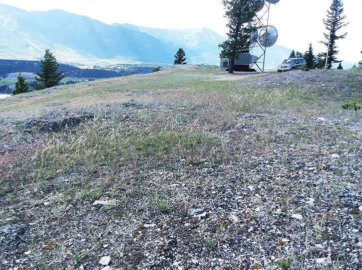 Native grassland restoration following treatment of invasive species at Columbia Lake tower.