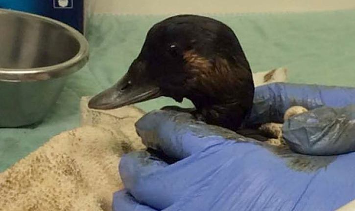 One of four ducks captured for treatment after the April 11 bunker fuel spill from a freighter in English Bay. Three of the birds