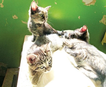 Kittens bask in the sun at the ICAN shelter.