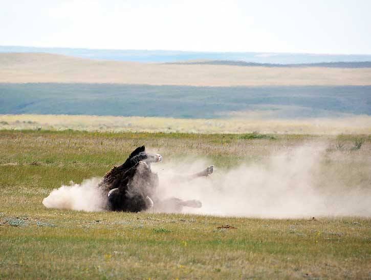 a Plains Bison takes a dust bath