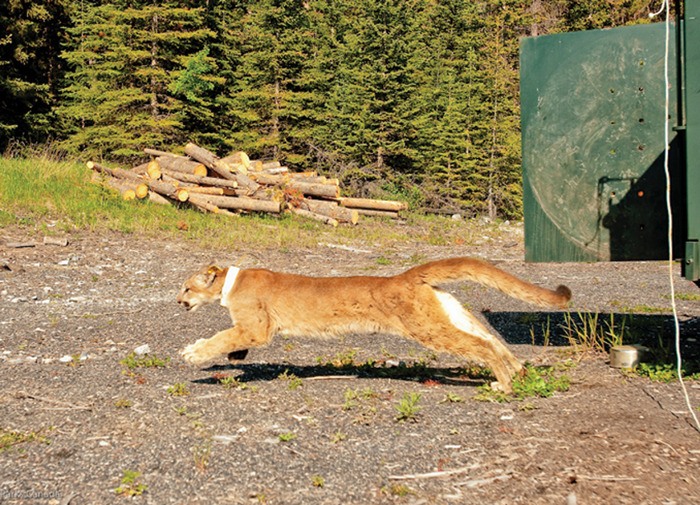 A cougar captured by Parks Canada is released with a tracking collar in Banff National Park.