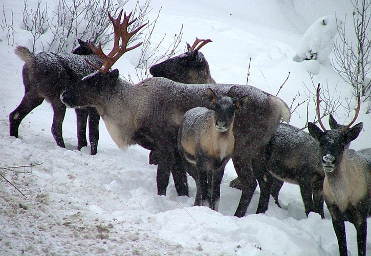Mountain caribou in the South Selkirk range are in danger of local extinction. Larger herds of northern caribou in the Peace region are also declining in numbers.