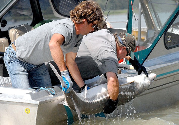 Fraser River fishermen prepare to release a white sturgeon