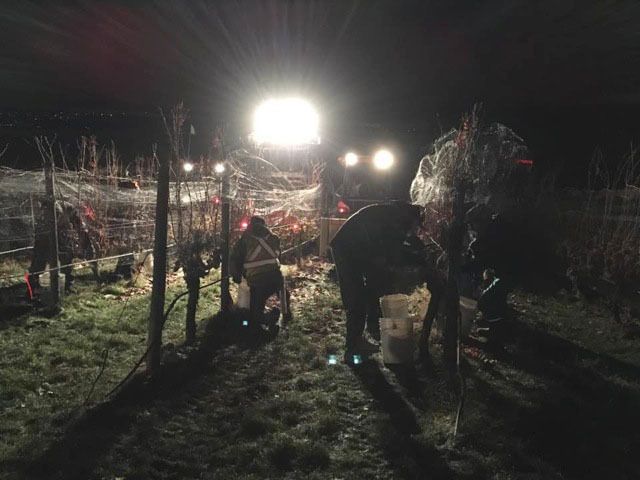 Picking wine grapes in the wee small hours. The temperature must not rise above -8 C.