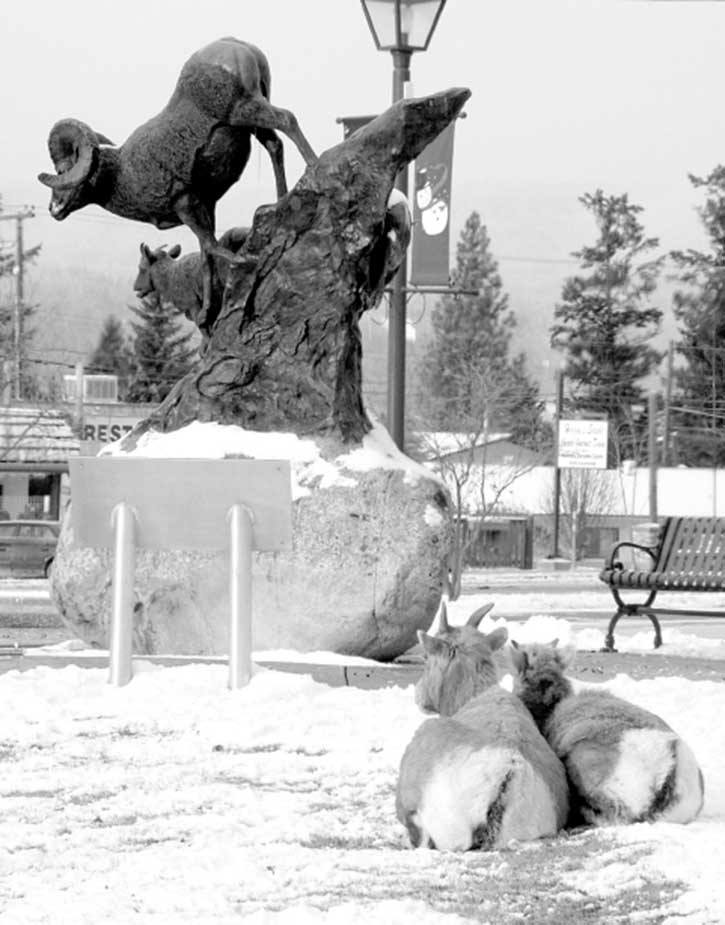 2007 — A pair of female bighorn sheep in Radium admire the statue of a buck.