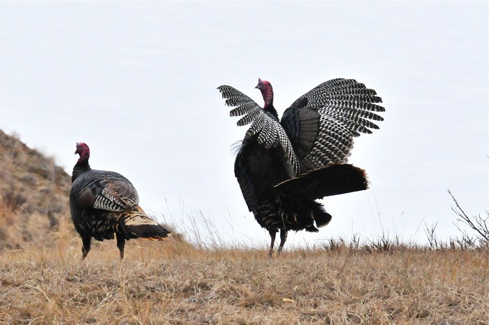 Invermere's year-round wild turkeys will soon be joined by flocks of migratory birds.