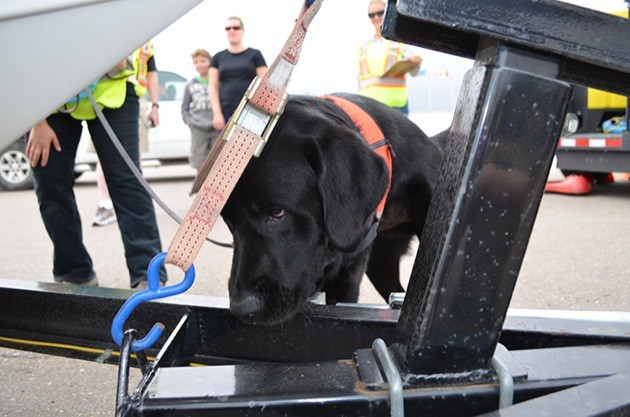 Mussel-detecting dog Hilo sniffs a boat trailer at an inspection station in Alberta.