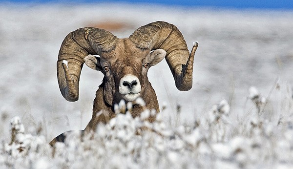 Bighorn sheep in the Kootenays are among the restricted hunting species in dispute between resident hunters and guide outfitters.
