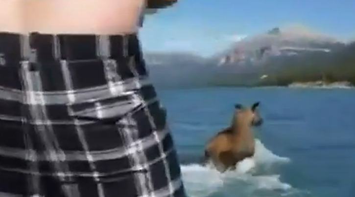 Frame from video shows man who jumped on a moose's back as it was swimming in the Tuchodi Lakes in 2014.