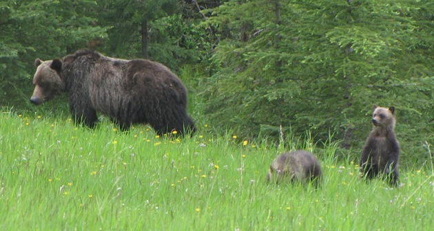 Mother grizzly bear with two cubs. Limited entry hunting for adult grizzlies is permitted in B.C. where populations support it.