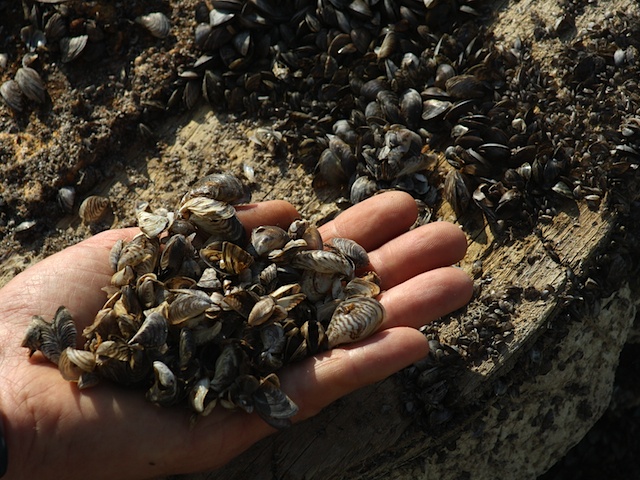Invasive zebra mussels could create havoc with the ecosystems in B.C. lakes if they gain a foothold.