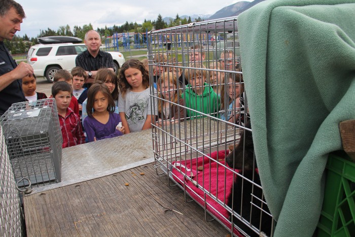 Invermere conservation officer Greg Kruger (far left) explains to a class of Windermere Elementary School students on Tuesday (May 29) how the orphaned bear cub will be rehabilitated and released back into the wild.