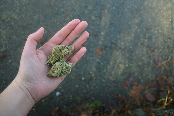 Taste standards for pot are coming: UBC study