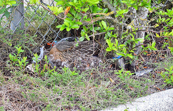 (Heather Colpitts/Langley Advance)                                A duck has created a nest at the Langley Township works yard and staff are keeping a protective eye on her and her eggs.