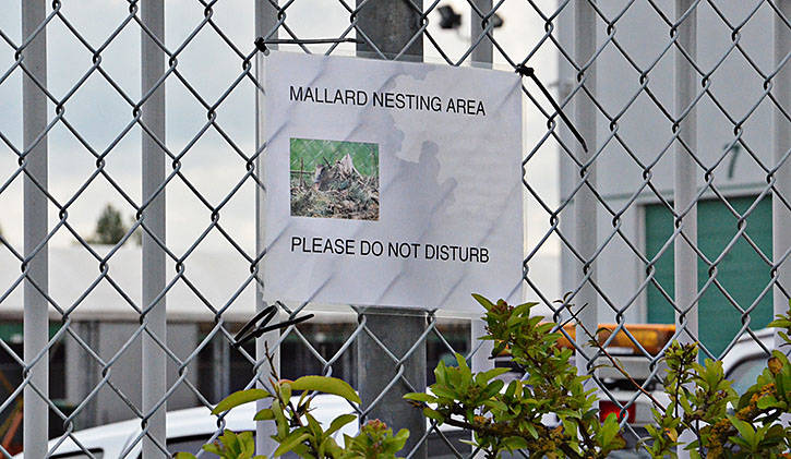 (Heather Colpitts/Langley Advance)                                Township staff have posted some signs near the nesting sight.