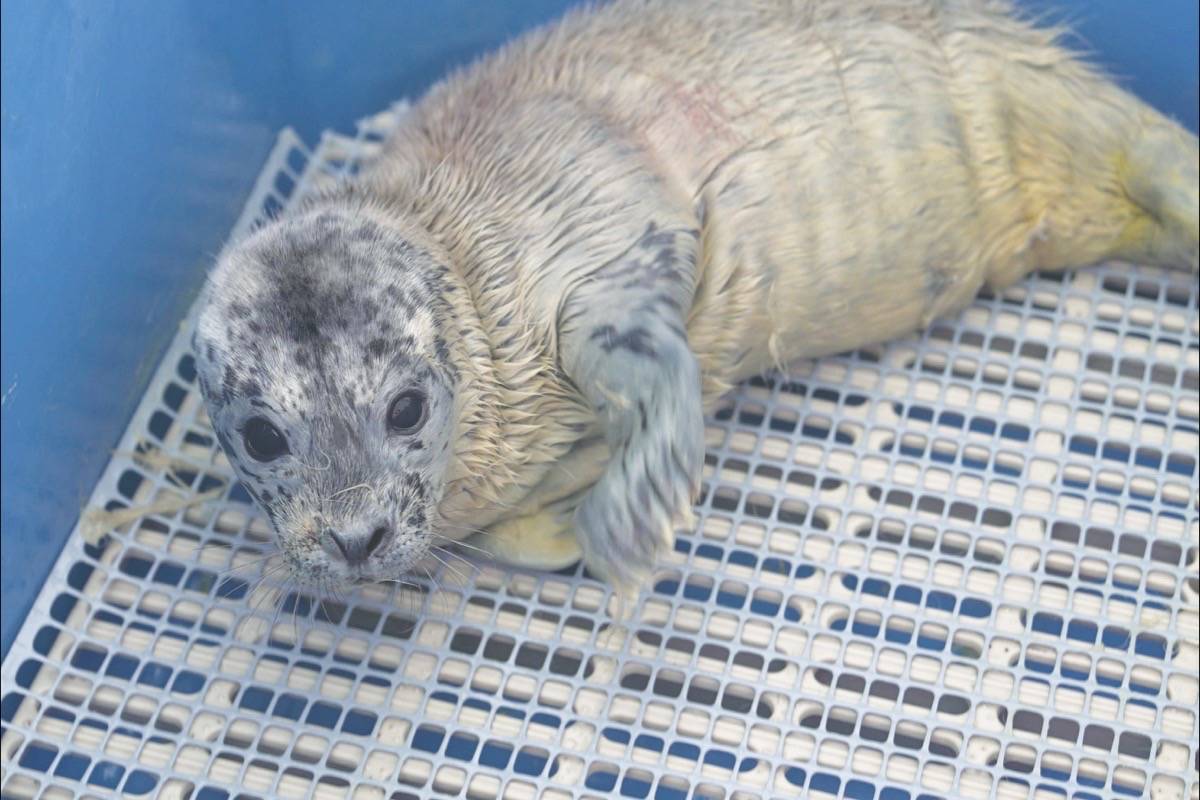 Princeton would have died without the Vancouver Aquarium Marine Mammal Rescue Centre.