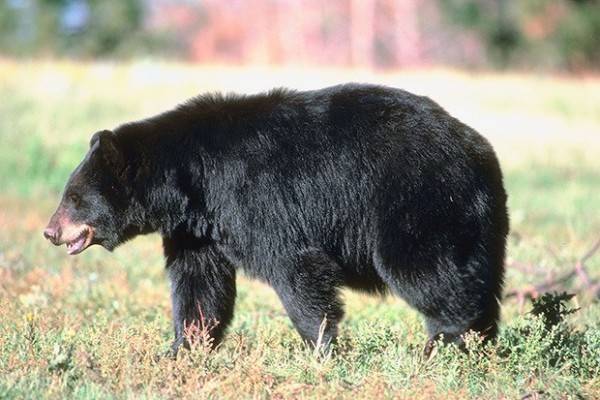 File photo of black bear.