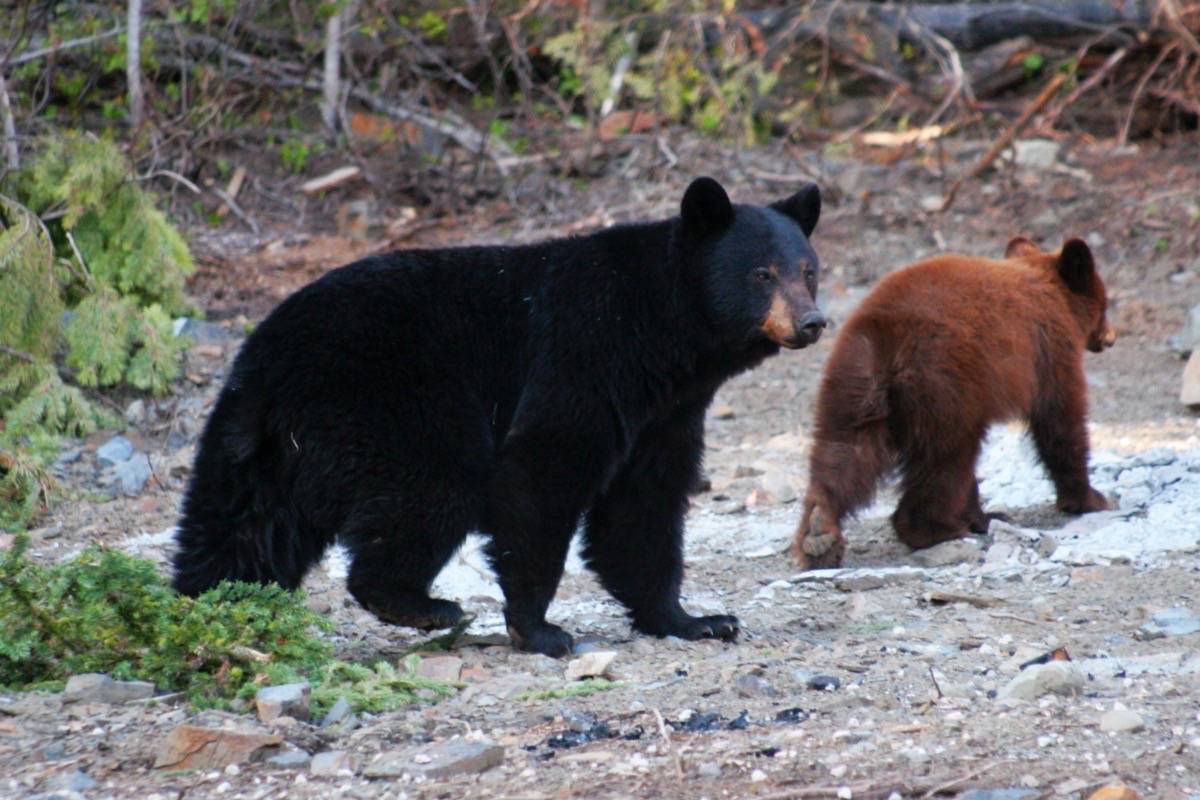 People are reminded, not to leave out food that can attract bears.                                files