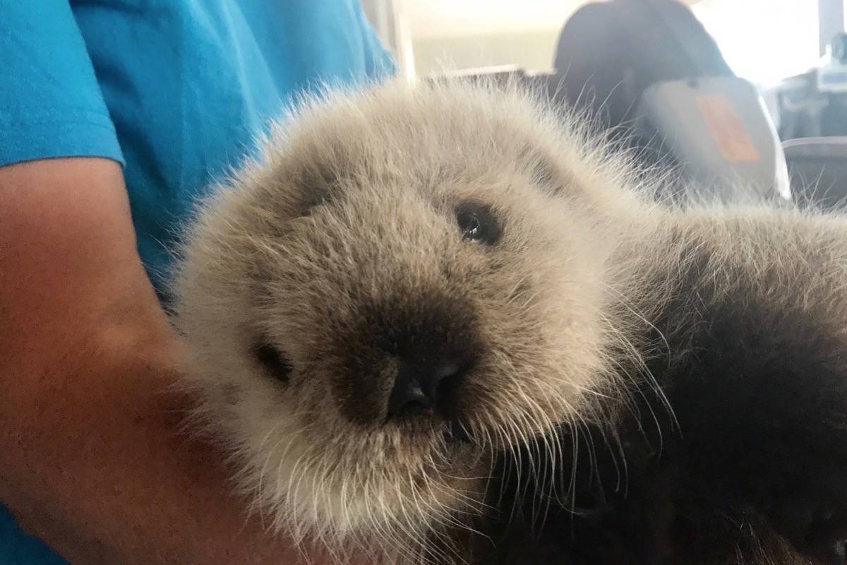 A tiny sea otter hangs out at the Vancouver Aquarium (Vancouver Aquarium photo)