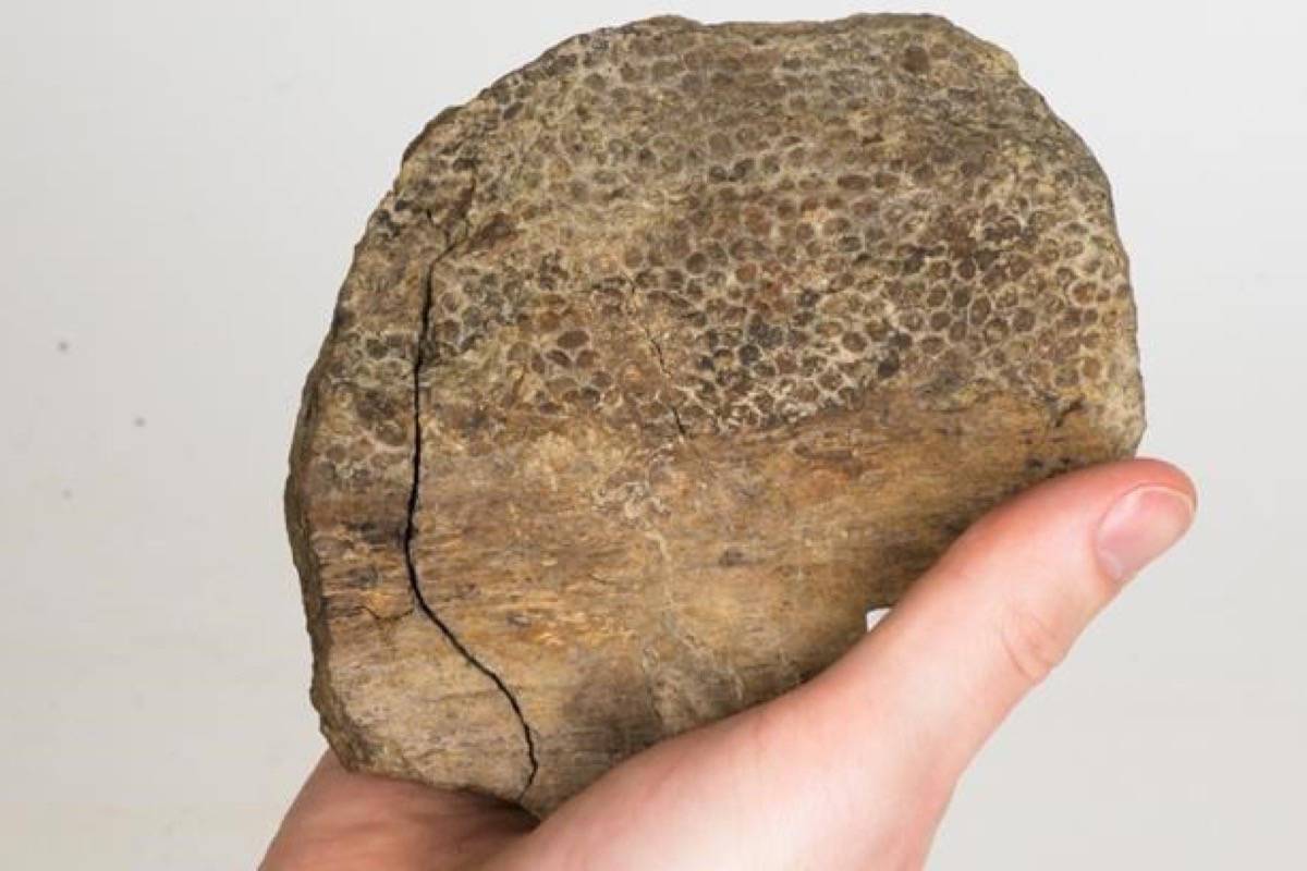 Research suggests T. Rex was covered in scales instead of feathers