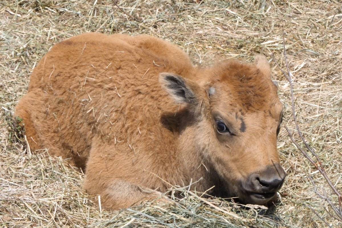 VIDEO: Banff bison calves frolic in Parks Canada