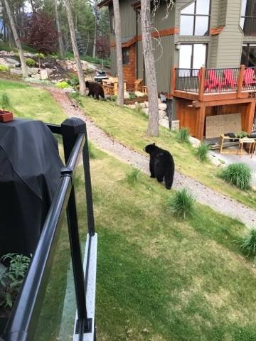Barbecue season sparks bear slaughter in Invermere