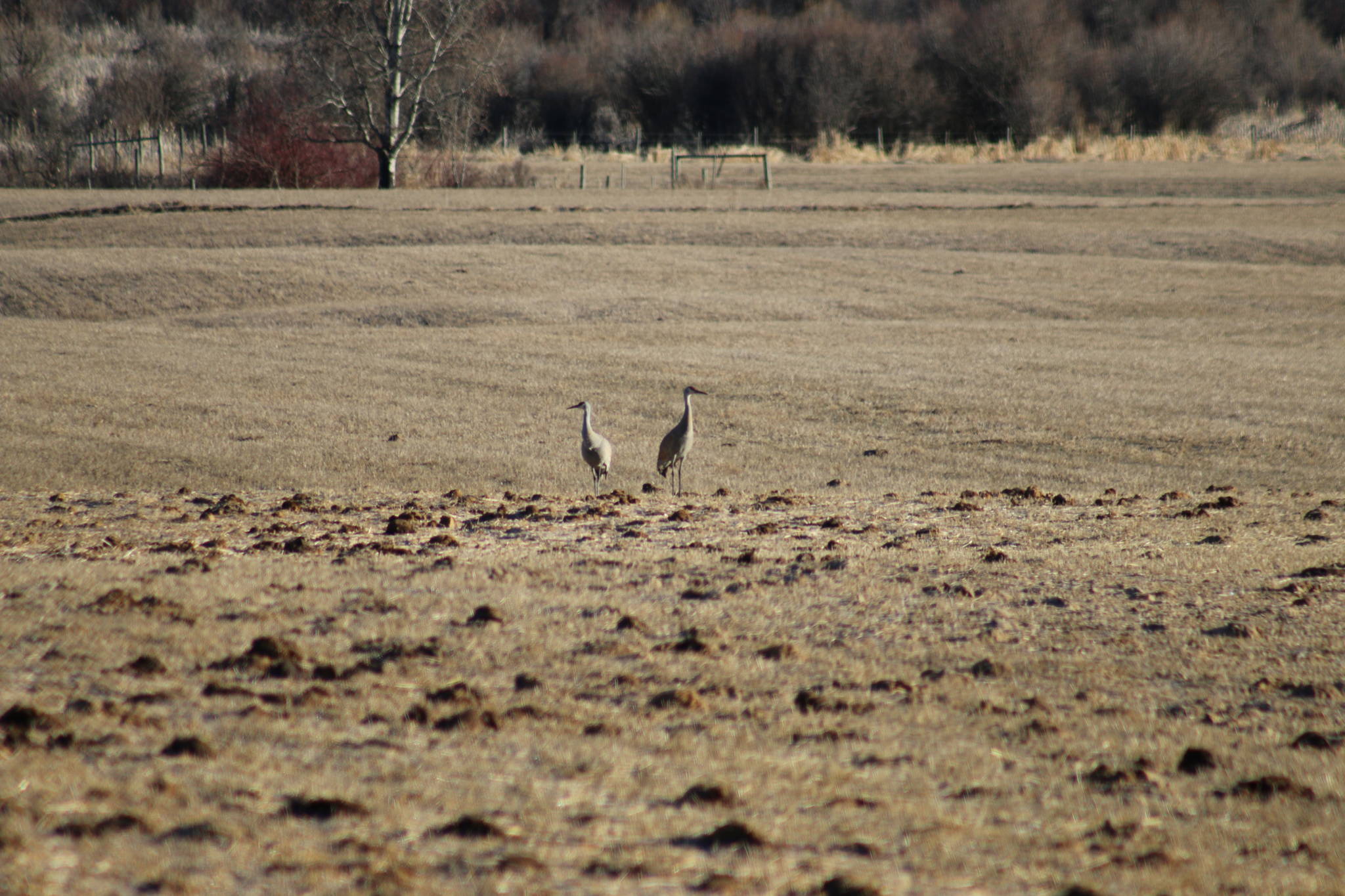 Sandhill Cranes spotted during one of the spring survey spots, taken in a field in Brisco.                                Photo by Rachel Darvill