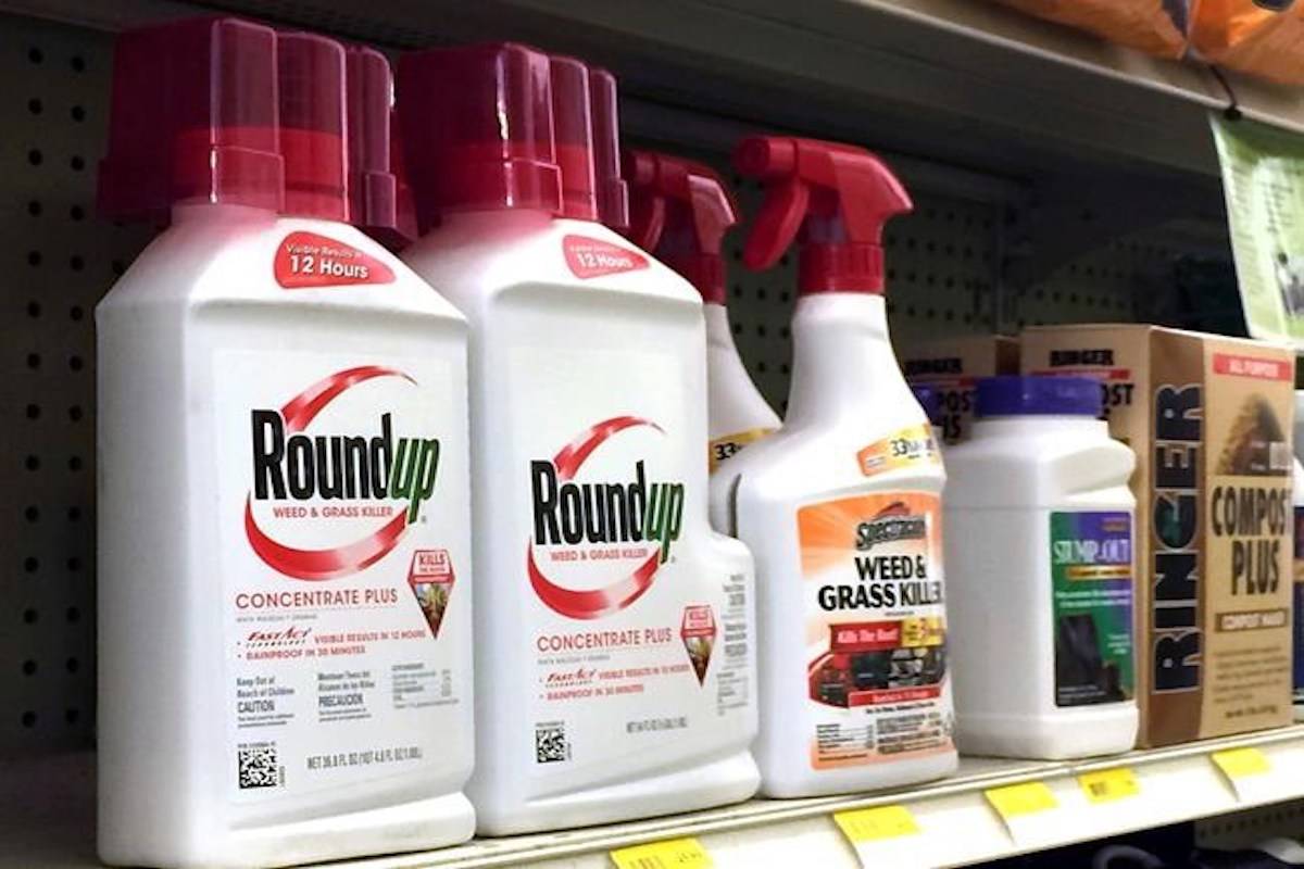 California regulators are taking a pivotal step toward requiring the popular weed killer Roundup to come with a warning label. The state’s Office of Environmental Health Hazard Assessment announced Monday, June 26, 2017, that the weed killer’s main ingredient, glyphosate, will be listed in July as a chemical known to cause cancer. (AP Photo/Reed Saxon)