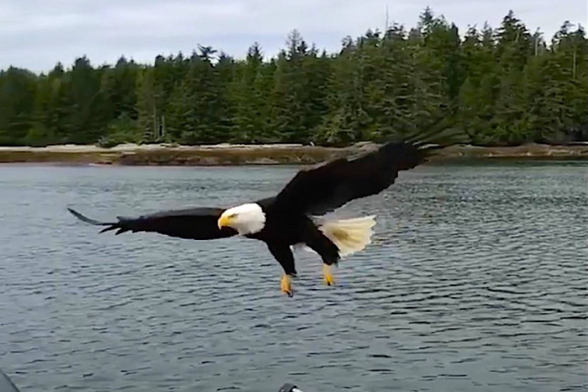 VIDEO: Eagle steals fish off boat near Vancouver Island
