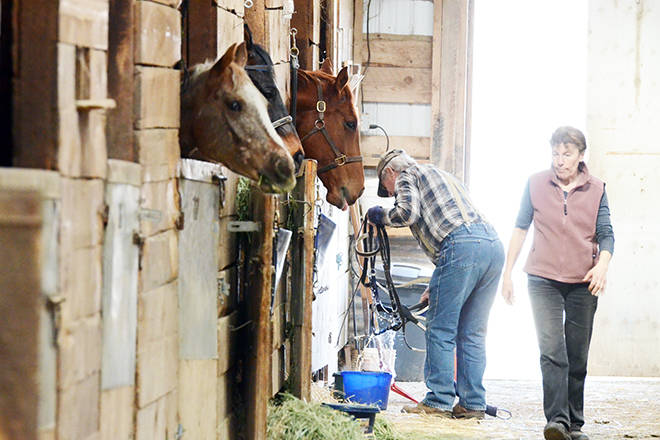 The Desert Park Exhibition Society in Osoyoos is offering their horse stalls for free boarding to wildfire evacuees.                                Mark Brett/Penticton Western News