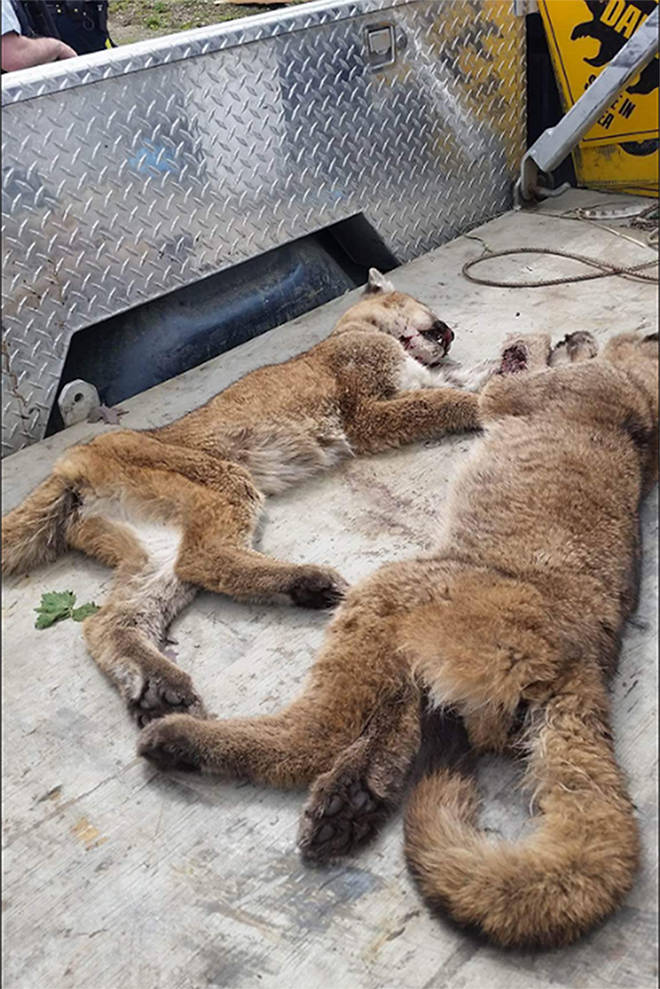 Three young cougars killed on Vancouver Island