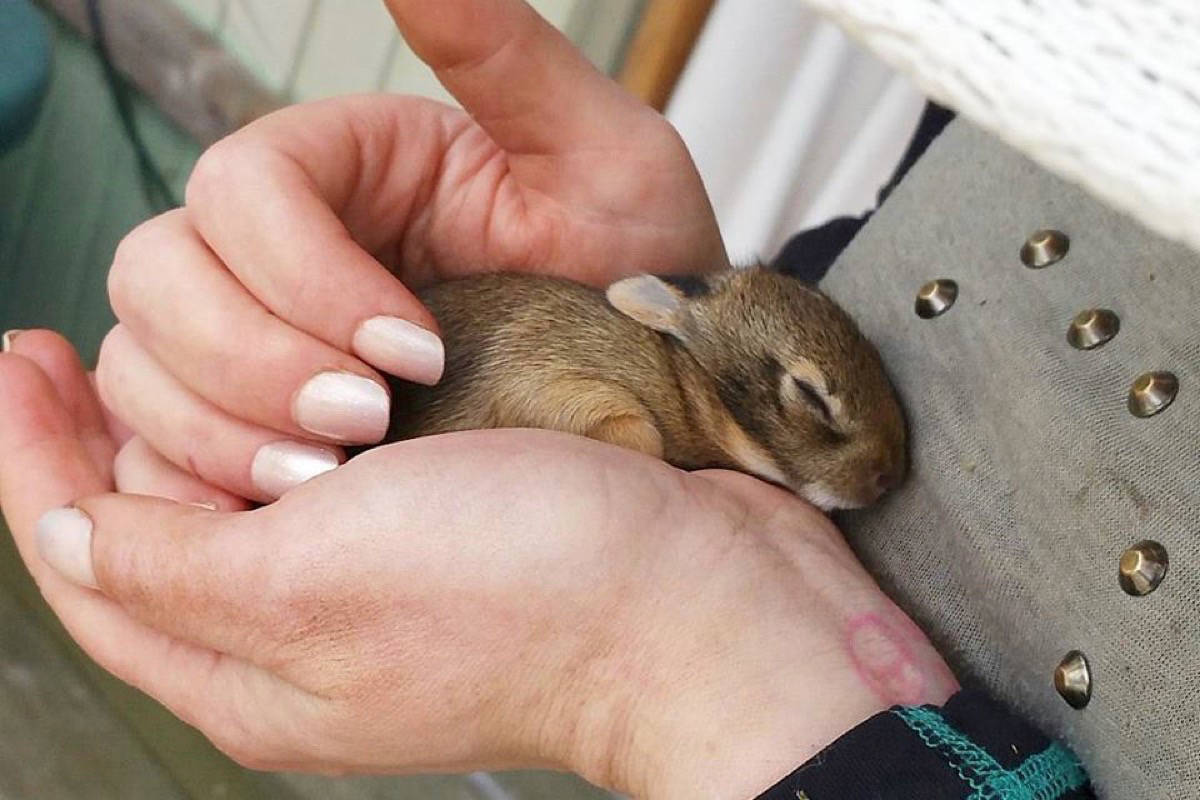 VIDEO: Langley woman finds nest of bunnies in her backyard