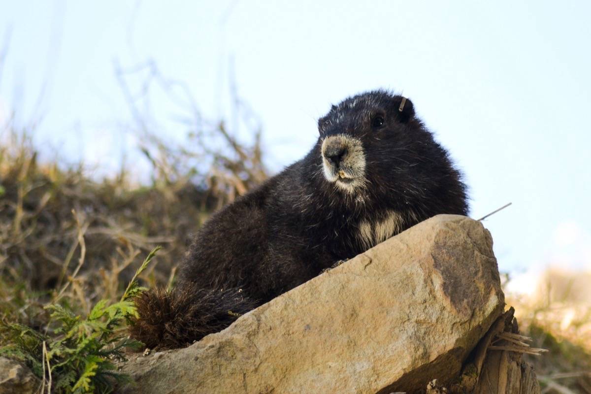 VIDEO: Special milestone for marmot release on Mount Washington