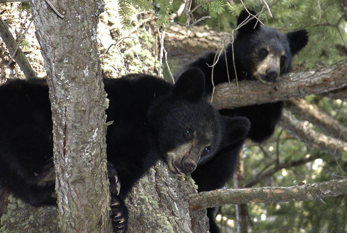 Wildlife may survive these wildfires, if they’re fast