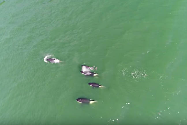 VIDEO: Pod of orcas caught on drone