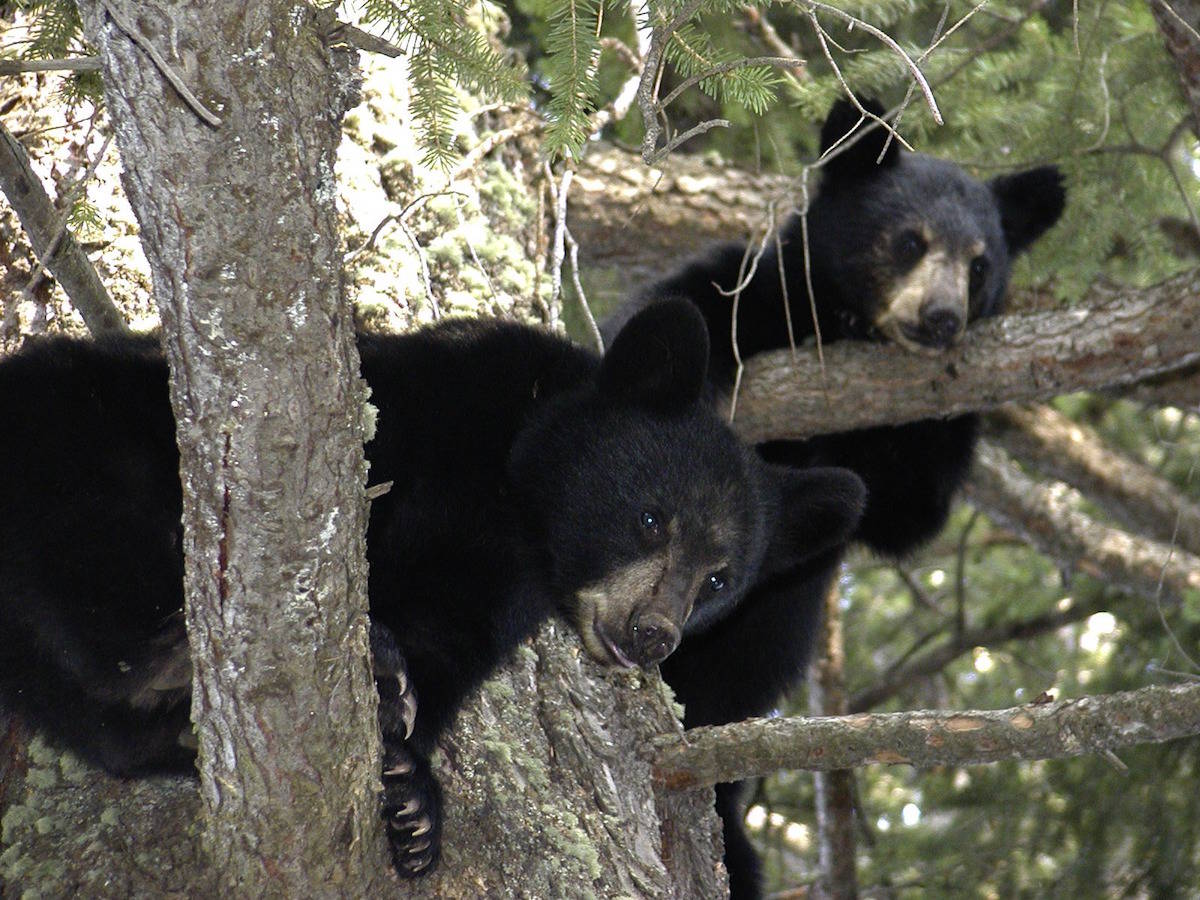 Wildlife may survive these wildfires, if they’re fast