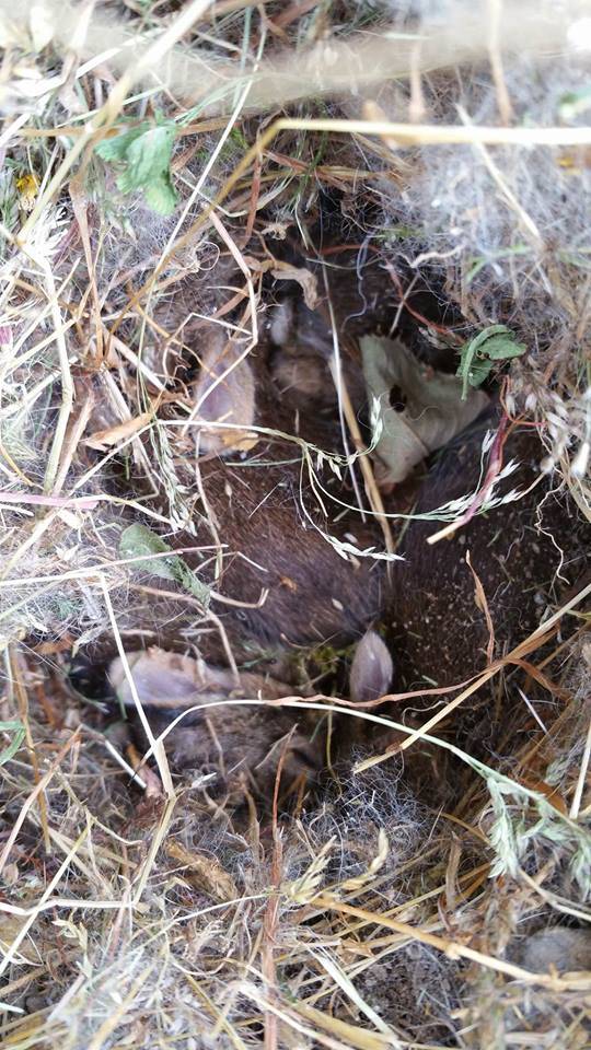 VIDEO: Langley woman finds nest of bunnies in her backyard